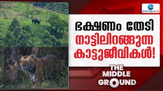 Wayanad Wild Animals | ആന ഒരു ദൈവീകതയുമില്ലാത്ത കാട്ടുജീവി:നാട്ടിൽ ഭക്ഷണം തേടുന്ന കടുവയും പുലിയും !