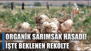 Organik Sarımsak Hasadı Başladı! Çiftçi Yüksek Rekolte Bekliyor! / AGRO TV HABER