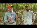 young forest habitat improvement for wildlife