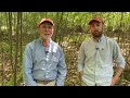 young forest habitat improvement for wildlife