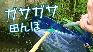 ガサガサin田んぼ２　用水路の魚・水生生物・木イチゴ発見でも食べなかった…その理由は