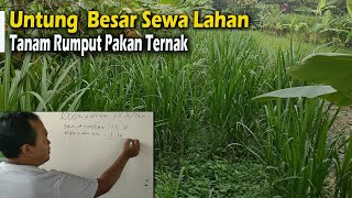 Untung Besar Sewa Lahan ditanami Rumput Pakchong, Gama umami Pakan Ternak Kambing, domba, sapi