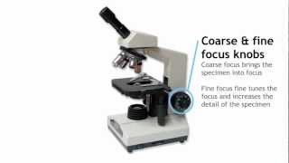 Parts of a Compound Light Microscope