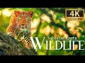 TIGERS  WORLD • wildview 4k tv with nature sounds  - 4k ULTRA HD 🐆🐅