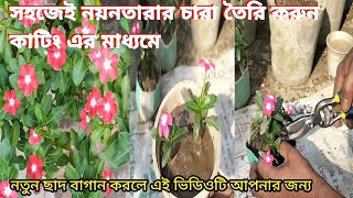 Grow Vinca cutting faster using this process 100% Success | Vinca cutting// নয়নতারা গাছের কাটিং