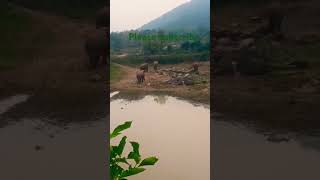 4wildlife elephants at pasukudi village bhamini #shortsviral #eliphant