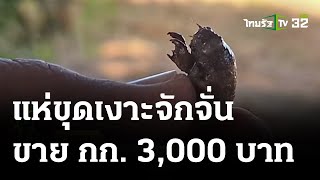 ชาวบ้านแห่ขุดเงาะจักจั่นขาย กก. 3,000 บาท | 05 ธ.ค. 66 | ตะลอนข่าว