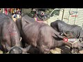 erragadda buffalo market 10 01 2021 part 3 ఎర్రగడ్డ పశువుల సంత లో ఈ వారం బుల్స్ సూడి గేదెల ధరలు