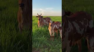 ⭕ Massive Bull NELORE PINTADO ✅ Biggest Bulls And Cow