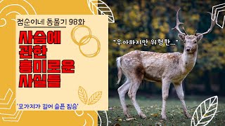 점순이네 동물기 98화 : 사슴에 관한 흥미로운 사실들