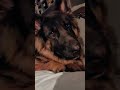 每天叫狗爸起床的大狼狗 germanshepherd 狗狗 狼犬 狼犬 毛小孩