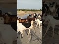 color of tharparkar goat meeting