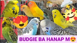 Vlog395 Euro Budgie Ni Boss Jun Big Na Big🥰🦜🥰😊