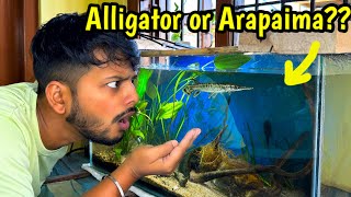 Purchased new monster fish😜🔥| Aligator Gar or Arapaima? 🤷‍♂️| Backyard Monster Fish Pond