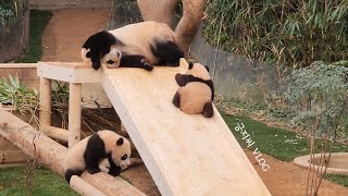 Korean girl VLOG/Panda World Open Run Review (Adorable Twin Panda and Still Cute Fu Bao)