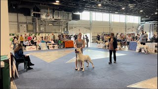 FCI 10 Breeds European Dog Show Budapest 03.06.2023.Dogo Argentino champion class male.