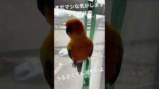 コガネメキシコインコをお迎えしようとお考えの方へ