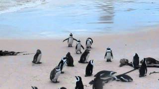 Marieke zuid-afrikaanse pinguins