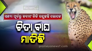 Angul: Locals Live In Fear After Cheetah Attacked Cattle In Oskapalli Village