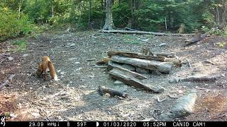 Trail Cam Highlights | Northern Maine | Late 2023