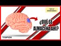 10 Curiosidades del CEREBRO HUMANO muy Interesantes - Top Cerebro Humano