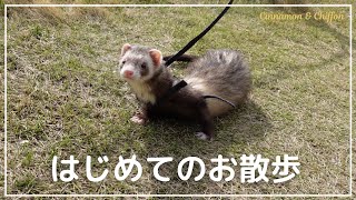 【フェレット】生まれて初めてのお散歩♪お花見をして春風に吹かれた日