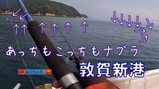 敦賀新港であっちもこっちもナブラ！どこに投げても釣れます🎣