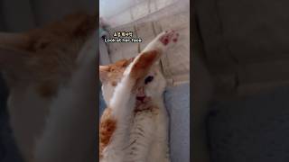 20세 노묘 메소_세수하다 실수로 ‘퍽!‘해쪄_ A mistake while grooming #cat #고양이