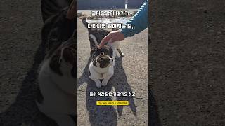 궁디팡팡의 1인자 앞에서 #남해 #고양이 #cute #길고양이 #새끼고양이 #cat