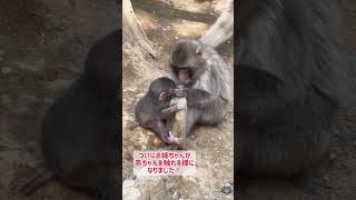 【高尾山さる園】ケダマお姉ちゃん