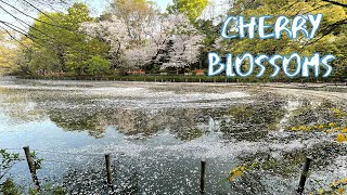 [Vlog] Cycling in Inokashira Park with Cherry Blossoms | Tokyo Sightseeing, Japan