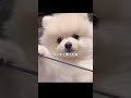 すくすく育ちました🥹 ポメリアン 愛犬 成長記録 pomeranian