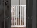 すくすく育ちました🥹 ポメリアン 愛犬 成長記録 pomeranian