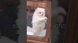 すくすく育ちました🥹 #ポメリアン #愛犬 #成長記録 #pomeranian