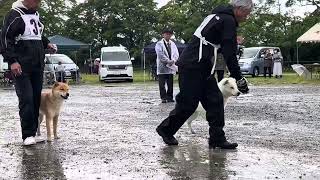 20240602 【北海道犬協会】 関東連合展覧会 成犬第一牡組