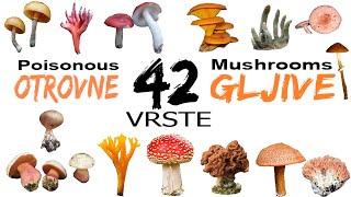 OTROVNE GLJIVE - 42 VRSTE - Poisonous Mushrooms