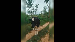 Cow Alaparaigal 🐄🐄|| Just for Fun ❤️ ||Agriculture ||Tamil