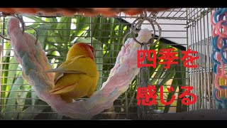 211017　日光浴穏やかな一日　小桜インコ　我が家の天使たち6羽