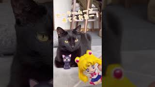 セーラームーンになぜかイカ耳になる猫