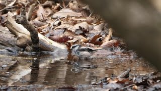 山中湖 大洞の泉のエナガの水浴び　その１１（4K60P動画）