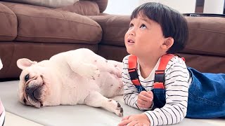 子供嫌いの愛犬を3歳児が布団の中でこっそり触っててヒヤヒヤしました