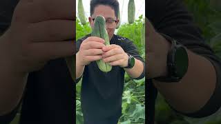 Fresh fruit picking sweet cucumber with eating so sweet #fruit #farming #vegetables #satisfying