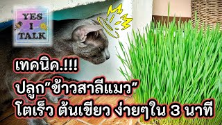 วิธีปลูก ข้าวสาลีแมว ง่ายๆใน 3 นาที | YES I Talk Studio Ep.33