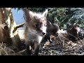 Cuan Wildlife Rescue: fox Cubs