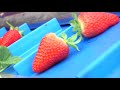 Agrobot Strawberry Harvester