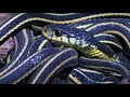 Top 5 Slithering Snake Moments | BBC Earth