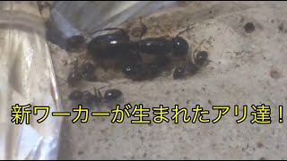 生まれ始めたワーカーたち！ライズのアリ王国計画121