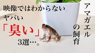 Vol.131 アマガエルを飼う前に知っておきたかった臭い問題！3選