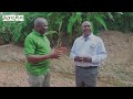 empowering the roots unveiling the smallholder farmer s success story