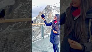 Feeding Alpine Crow in Switzerland ||Jungfraujoch- Top of Europe || Chough- yellow-billed \u0026 red legs